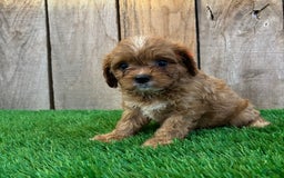 Cavapoo dogs for sale: Sophia - Image 3