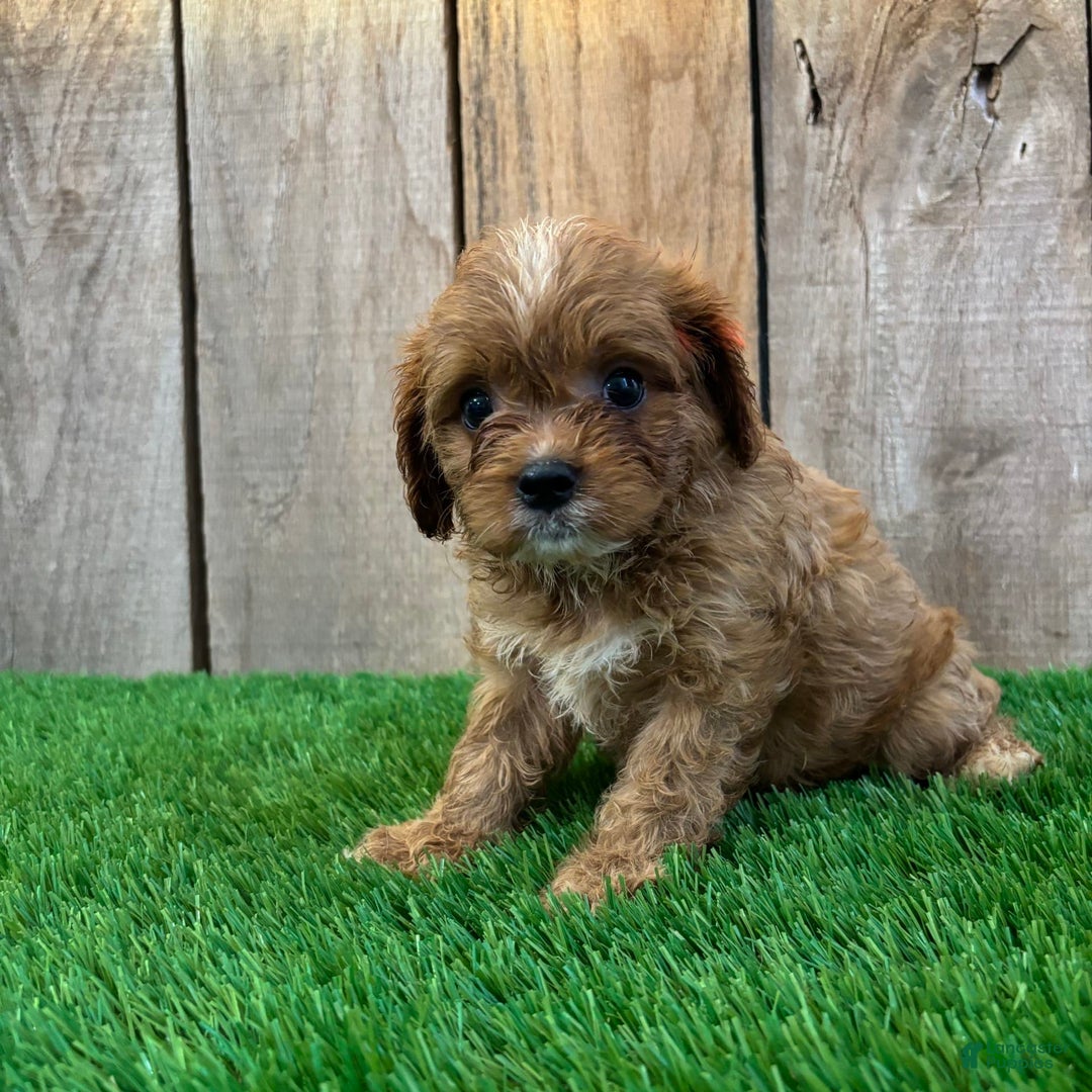 Cavapoo dogs for sale: Sophia - Image 3