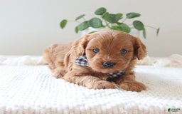Cavapoo dogs for sale: Fynn - Image 8