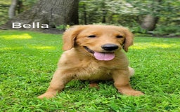 Golden Retriever dogs for sale: Bella - Image 1