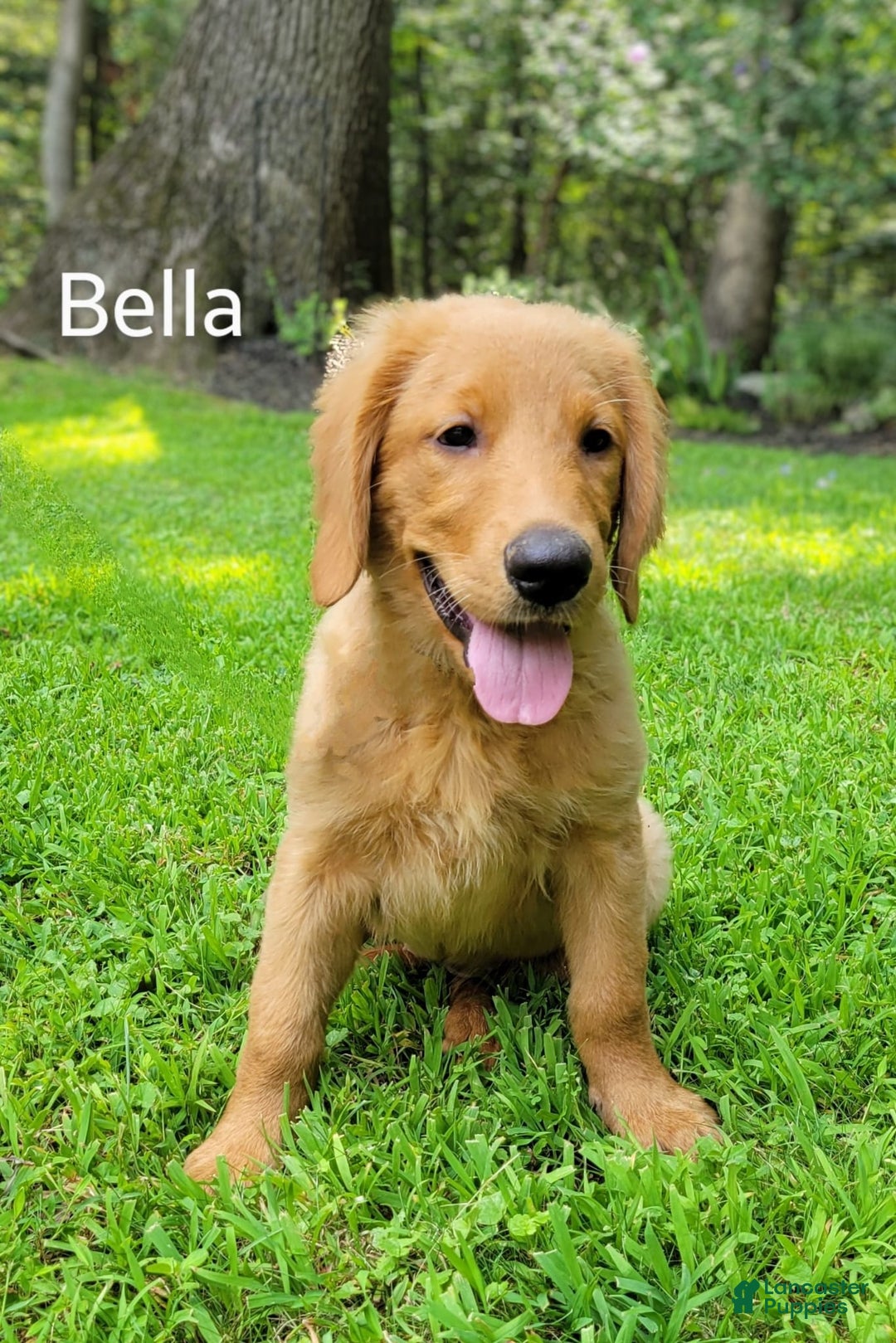 Golden Retriever dogs for sale: Bella - Image 1