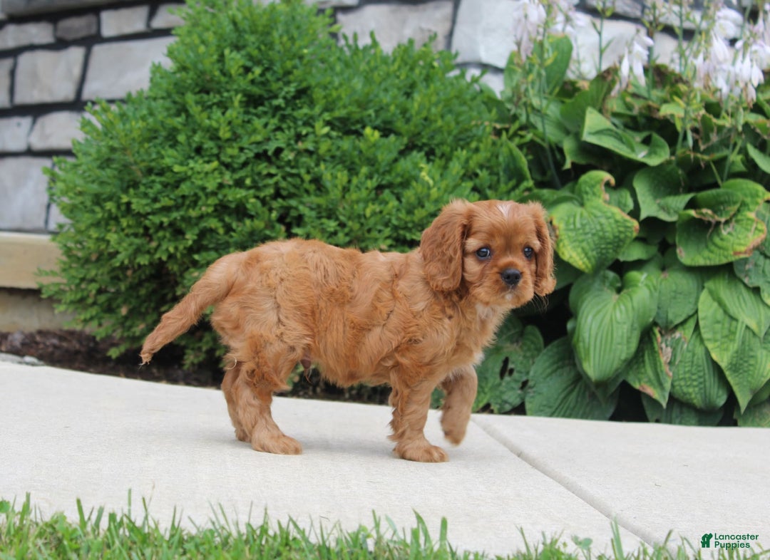 Cavalier King Charles Spaniel dogs for sale: Bentley - Image 12