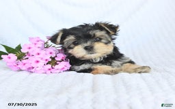 Morkie dogs for sale: Maisy - Image 2