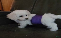 Cavachon dogs for sale: Kevin - Image 7