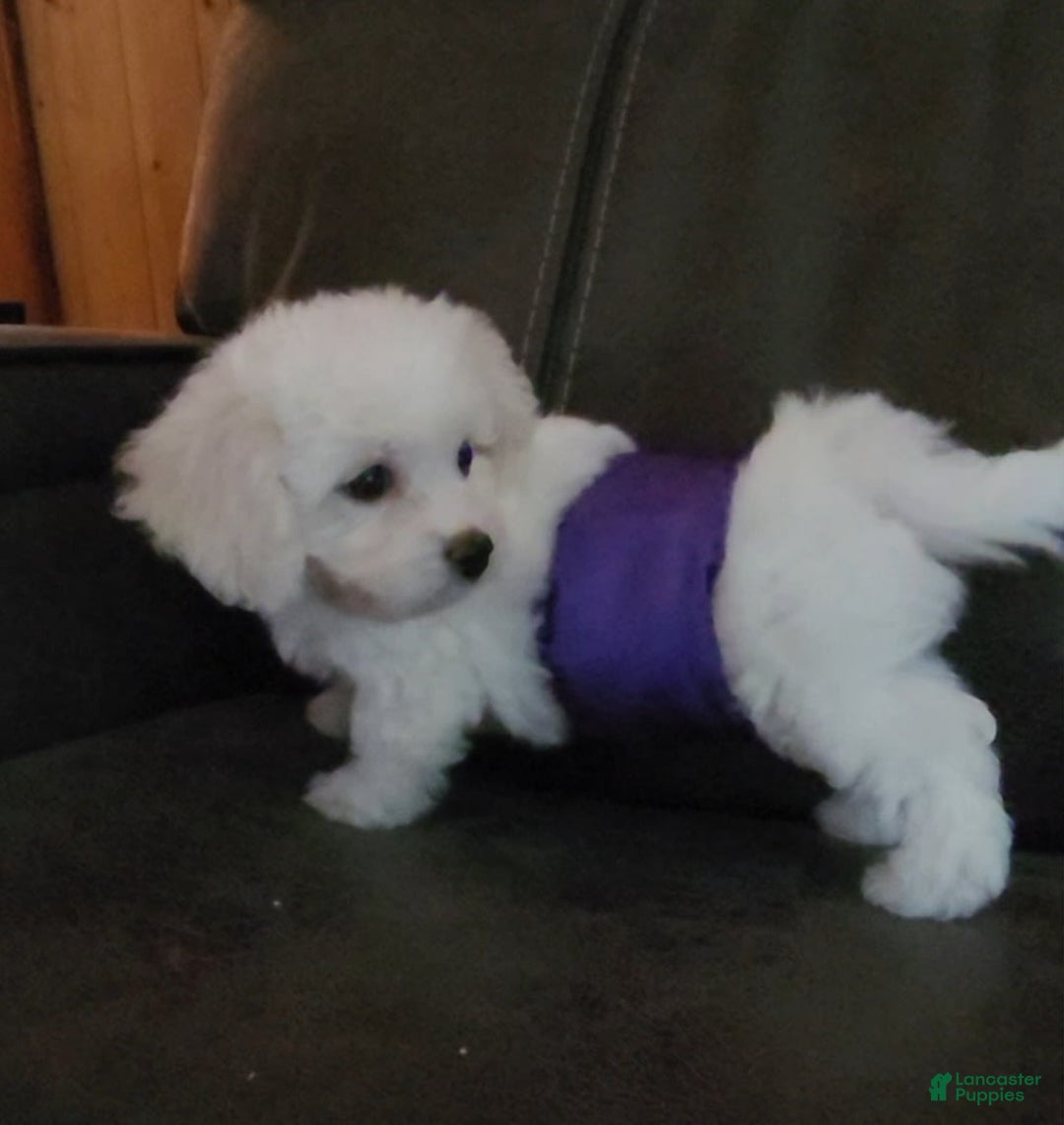 Cavachon dogs for sale: Kevin - Image 7