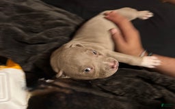 American Bully dogs for sale: Loc - Image 5