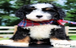 Mini Bernedoodle dogs for sale: Finnagan - Image 1