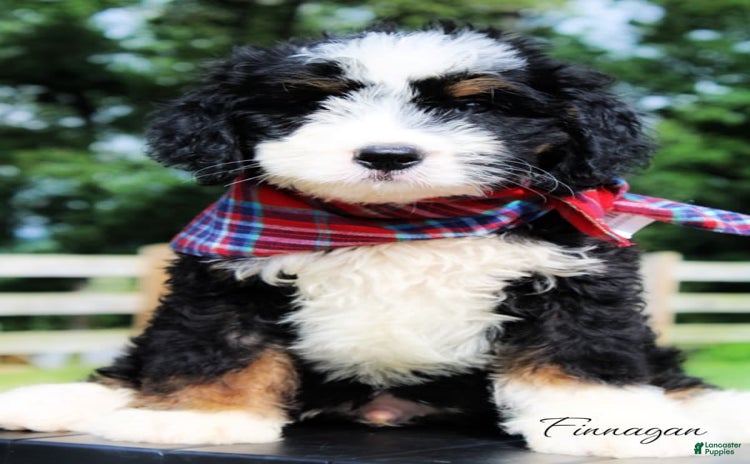 Mini Bernedoodle dogs for sale - Ad 5