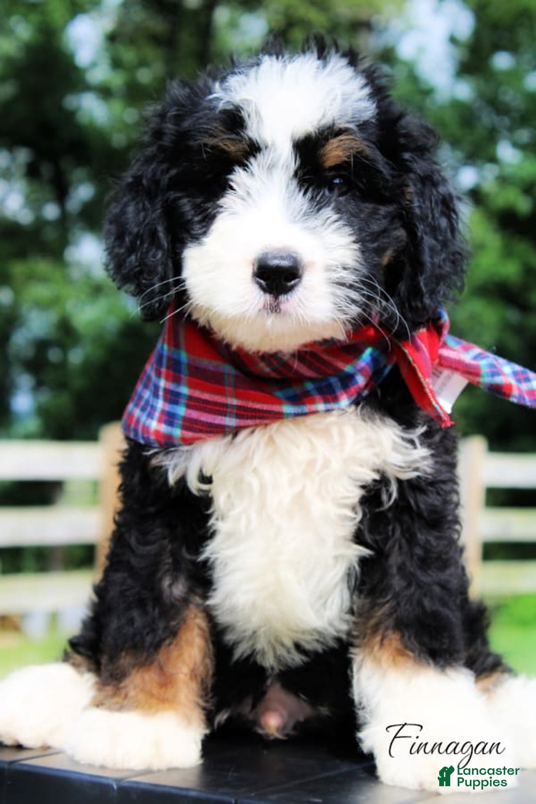 Mini Bernedoodle dogs for sale: Finnagan - Image 1