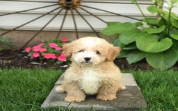Mini Bernedoodle dogs for sale: Pluto - Image 6