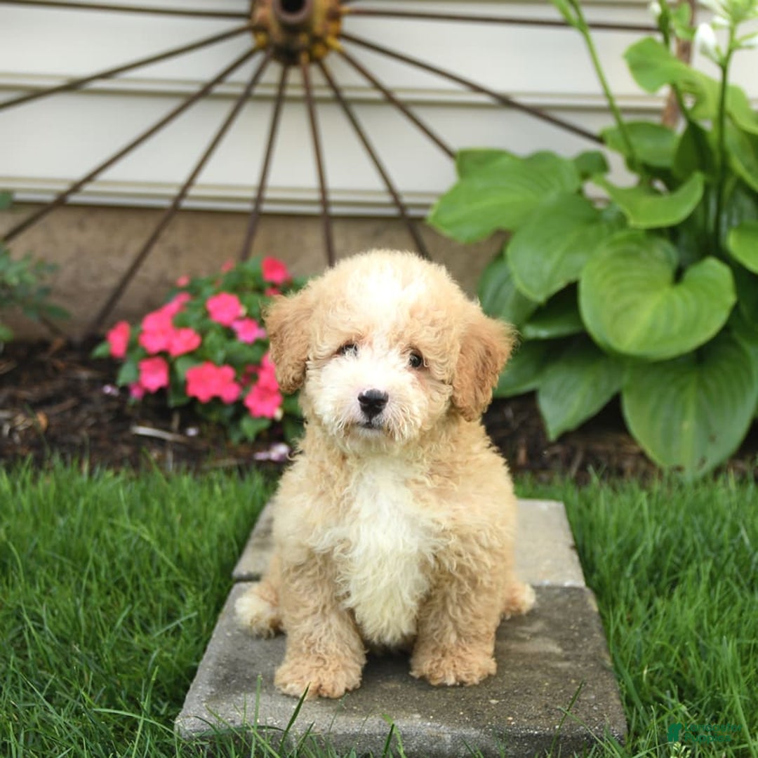 Mini Bernedoodle dogs for sale: Pluto - Image 6