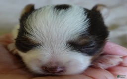 Yorkshire Terrier dogs for sale: Raleigh chocolate parti - Image 4