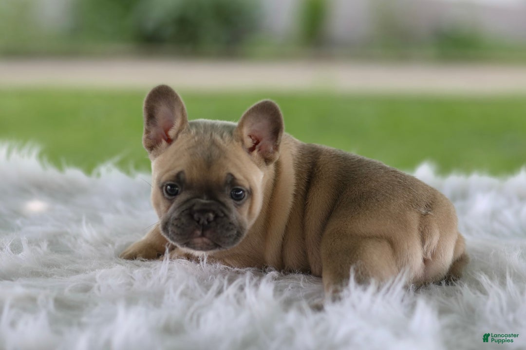 French Bulldog dogs for sale: Tank - Image 6