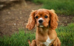 Cavalier King Charles Spaniel dogs for sale: Clifford - Image 31