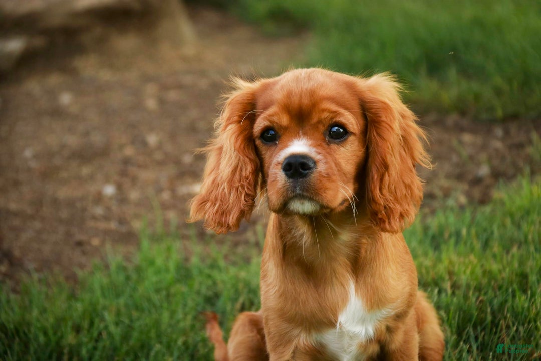 Cavalier King Charles Spaniel dogs for sale: Clifford - Image 31