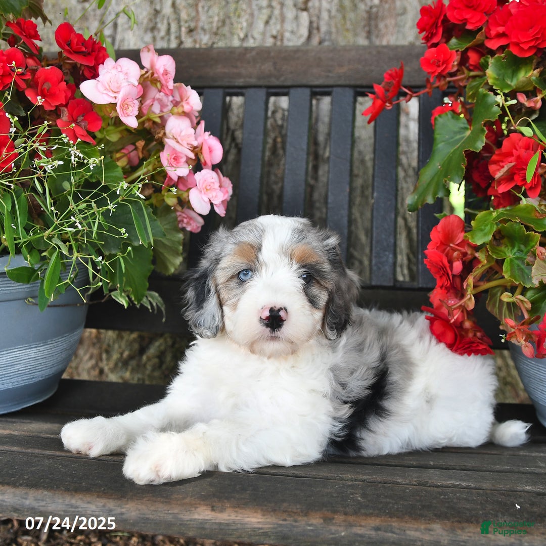 Mini Aussiedoodle dogs for sale: Adison - Image 3