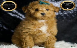 Maltipoo dogs for sale: Fredrick - Image 1