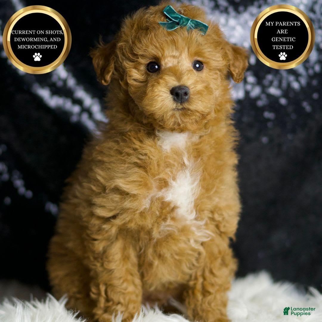 Maltipoo dogs for sale: Fredrick - Image 1