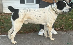 Central Asian Shepherd dogs for sale: archer - Image 6