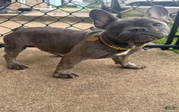 French Bulldog dogs for sale: Avery - Image 13