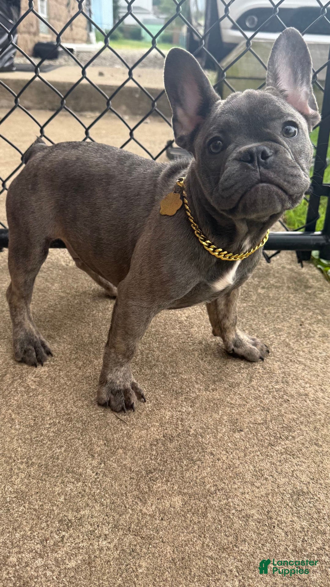 French Bulldog dogs for sale: Avery - Image 13
