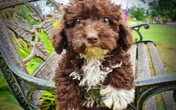 Havapoo dogs for sale: Bliss - Image 9