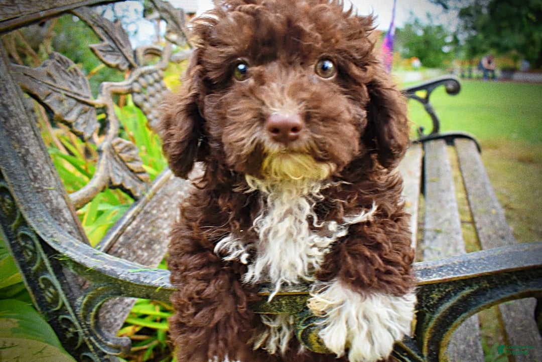 Havapoo dogs for sale: Bliss - Image 9