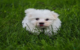Maltese dogs for sale: Sterling - Image 2