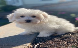 Coton De Tulear dogs for sale: Alexa - Image 2