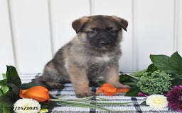 German Shepherd dogs for sale: Lincoln - Image 3