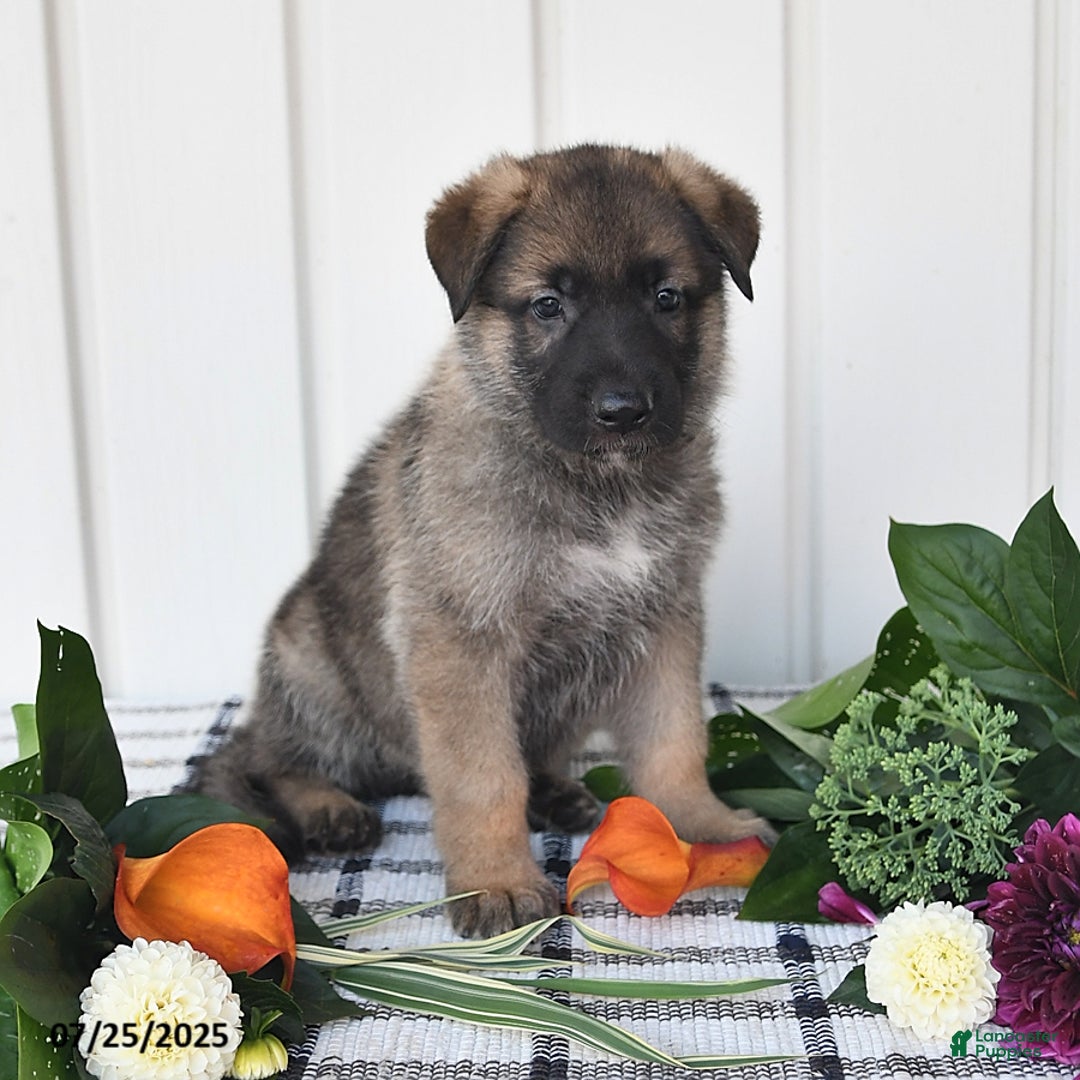 German Shepherd dogs for sale: Lincoln - Image 3