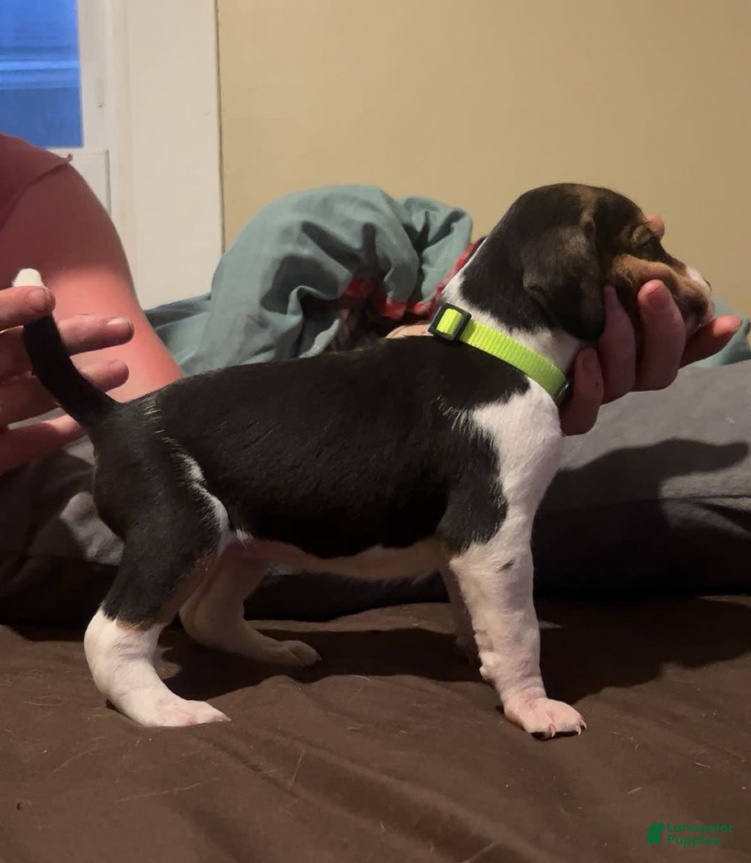Walker Hound dogs for sale: Lime - Image 3