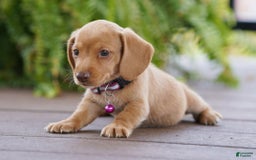Miniature Dachshund dogs for sale: Miniature Dachshund 3 puppies - Image 17