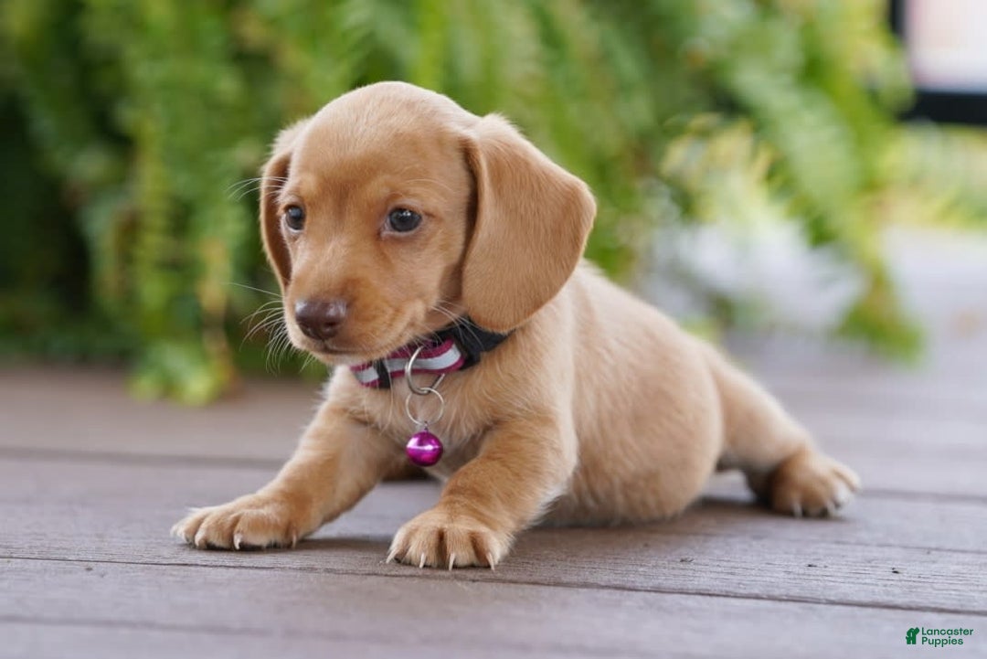 Miniature Dachshund dogs for sale: Miniature Dachshund 3 puppies - Image 17