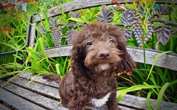 Havapoo dogs for sale: Teddy - Image 17