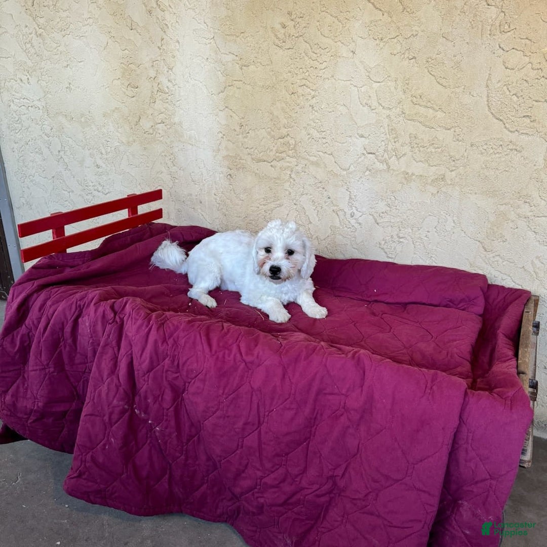 Teddy Bear dogs for sale: Dale - Image 2