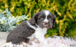 Cocker Spaniel dogs for sale: Darcy - Image 4