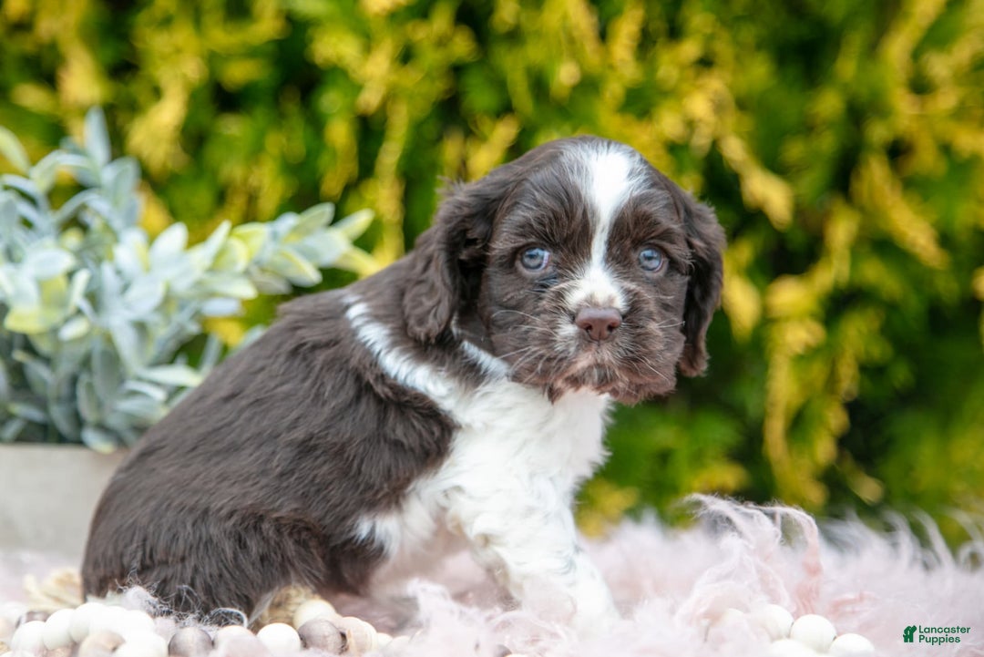 Cocker Spaniel dogs for sale: Darcy - Image 4