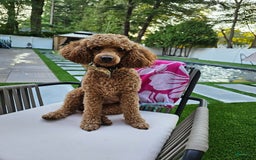 Miniature Poodle dogs for sale: Ginger - Image 5