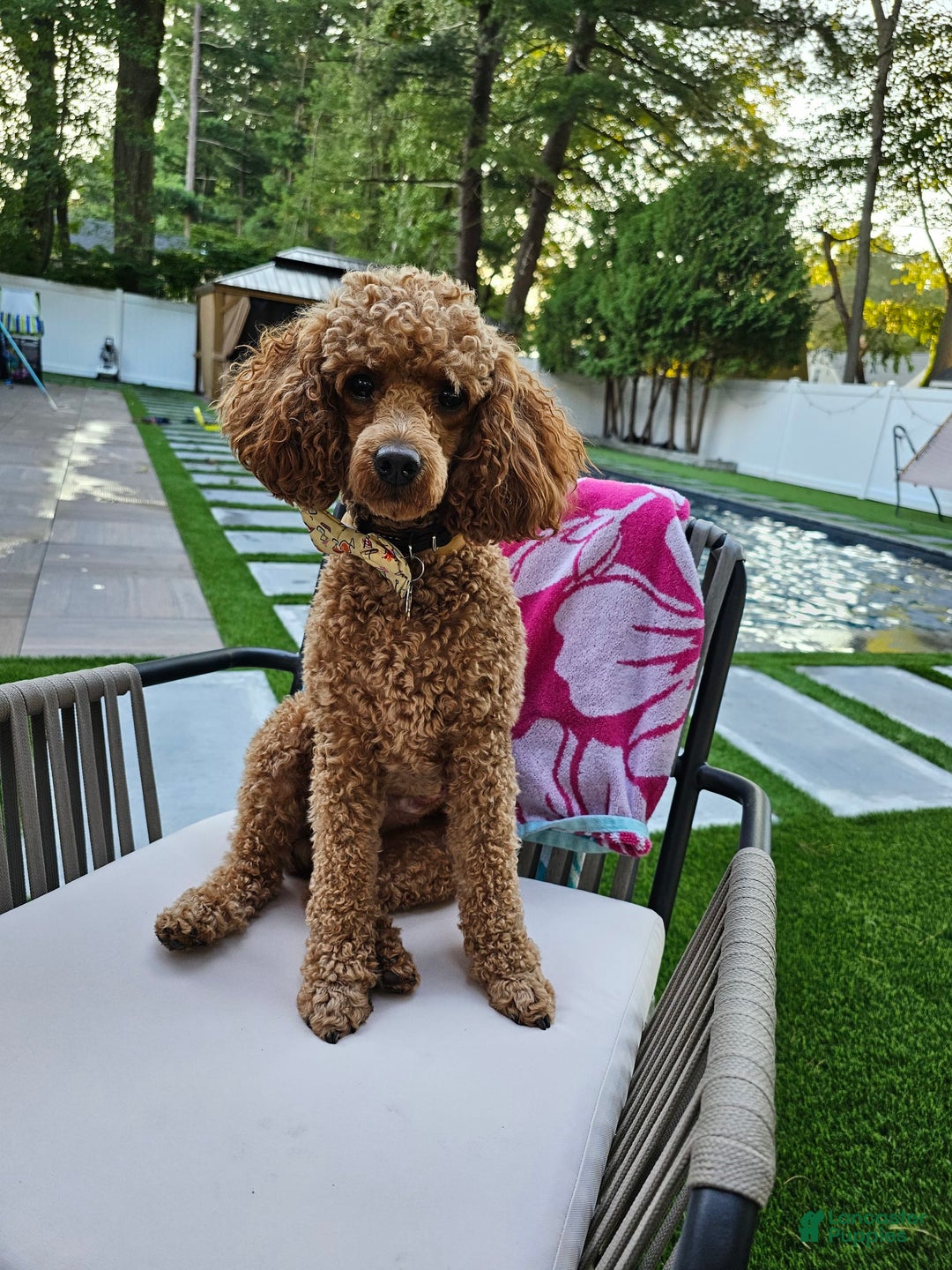 Miniature Poodle dogs for sale: Ginger - Image 5