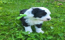 Old English Sheepdog dogs for sale: Clover - Image 5