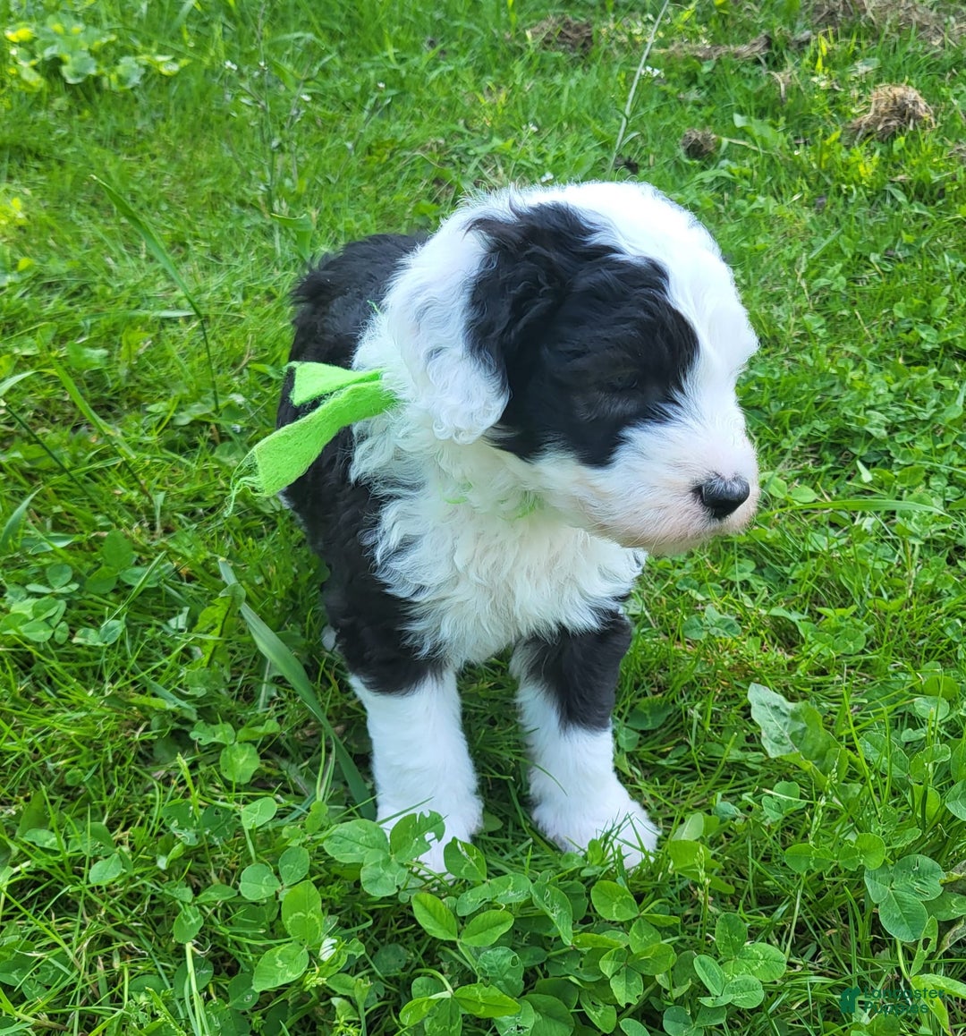 Old English Sheepdog dogs for sale: Clover - Image 5