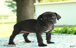 Cane Corso dogs for sale: Hanna - Image 1