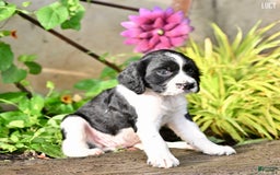 English Springer Spaniel dogs for sale: Lucy - Image 3