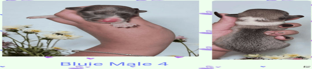 Bluie Male 4