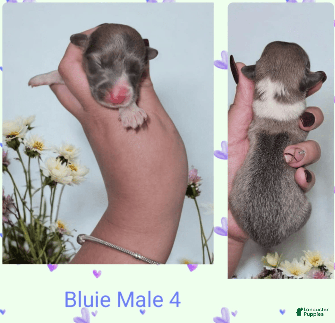 Welsh Corgi Pembroke dogs for sale: Welsh Corgi (Pembroke) 7 puppies - Image 2