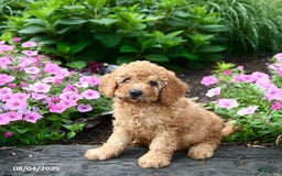 Mini Goldendoodle dogs for sale: Candie - Image 3