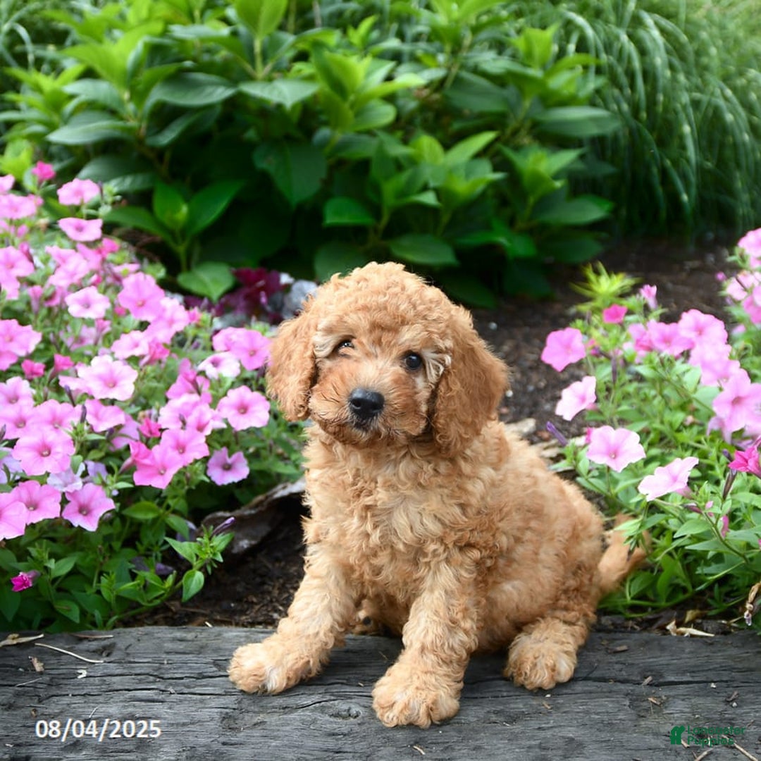 Mini Goldendoodle dogs for sale: Candie - Image 3
