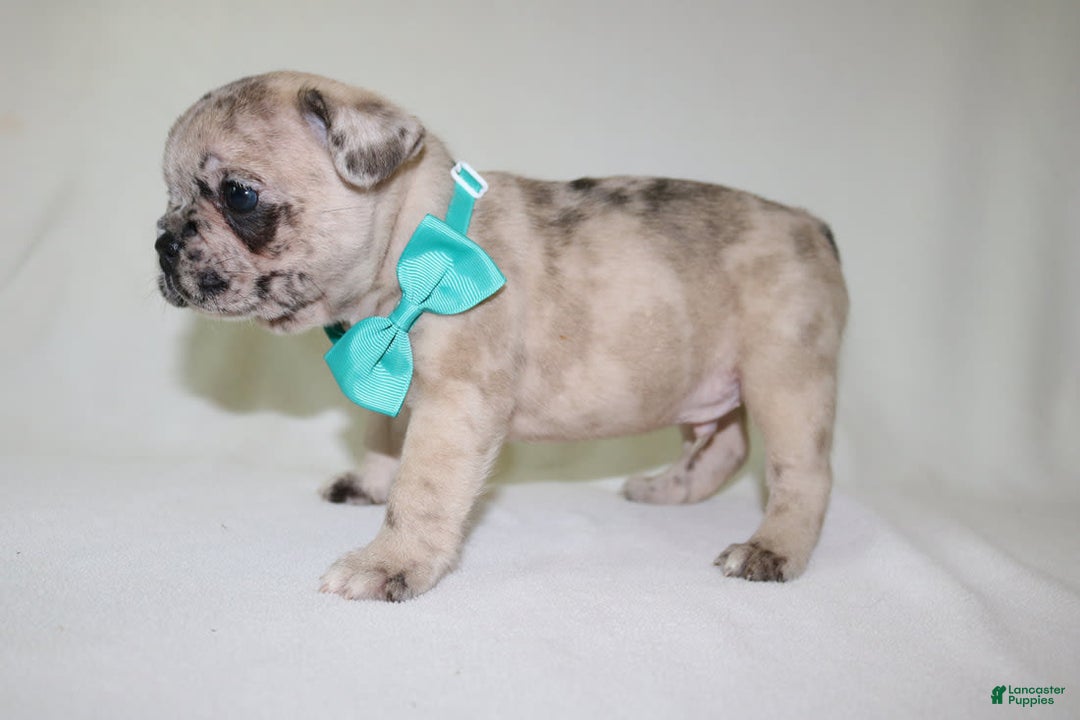 French Bulldog dogs for sale: Loki Akc - Image 20