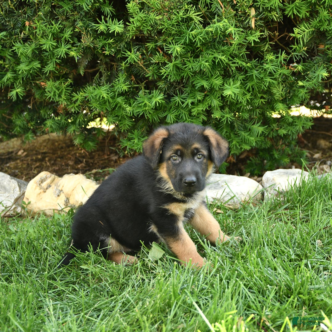 German Shepherd dogs for sale: Mindy - Image 7